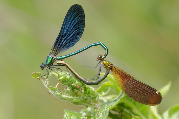 Coeur copulatoire de Caloptéryx, mâle à gauche, femelle à droite / Pixabay